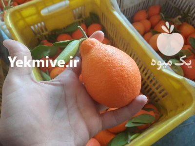 فروش عمده نارنگی ژاپنی قیمت نارنگی در داراب در گروه خرید و فروش نارنگی در یکمیوه -عکس1