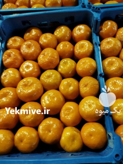 فروش عمده نارنگی ژاپنی قیمت نارنگی در داراب در گروه خرید و فروش نارنگی در یکمیوه -عکس2