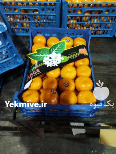 فروش عمده نارنگی ژاپنی قیمت نارنگی در داراب در گروه خرید و فروش نارنگی در یکمیوه -عکس3