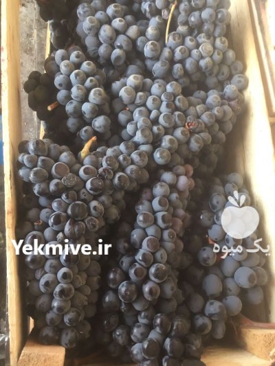 انگور سیاه دیمی در گروه خرید و فروش انگور در یکمیوه -عکس1