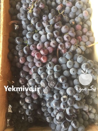 انگور سیاه دیمی در گروه خرید و فروش انگور در یکمیوه -عکس2