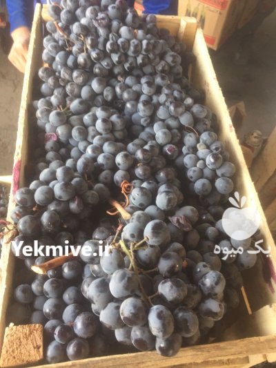 انگور سیاه دیمی در گروه خرید و فروش انگور در یکمیوه -عکس3