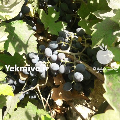 انگور شانی دیم در چهارباغ در گروه خرید و فروش انگور در یکمیوه -عکس1