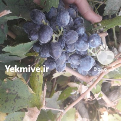 انگور شانی دیم در چهارباغ در گروه خرید و فروش انگور در یکمیوه -عکس2