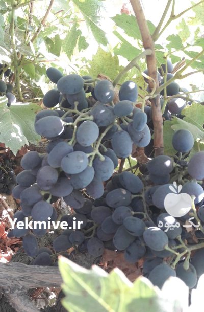 انگور شانی دیم در چهارباغ در گروه خرید و فروش انگور در یکمیوه -عکس3