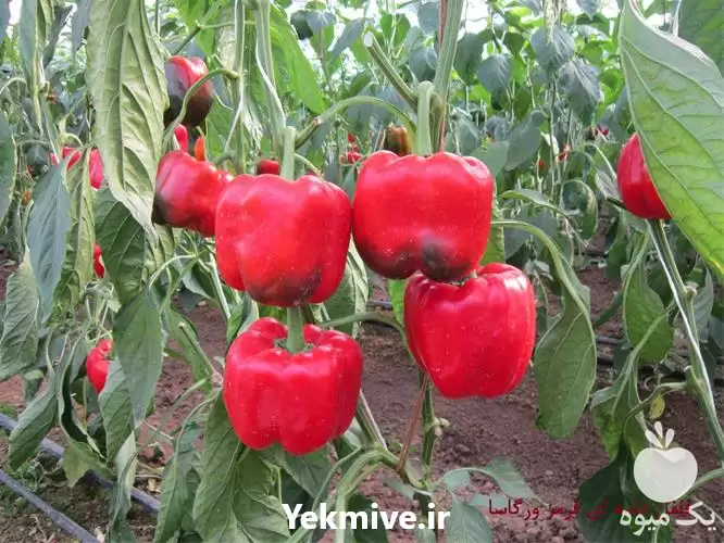 قیمت خرید بذر فلفل دلمه ای در هرمز در گروه خرید و فروش فلفل در یکمیوه -عکس1