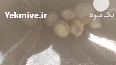 سیب زمینی خوراکی پاییزه بامبا در گروه خرید و فروش سیب زمینی در یکمیوه -عکس1