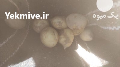 سیب زمینی خوراکی پاییزه بامبا در گروه خرید و فروش سیب زمینی در یکمیوه -عکس2