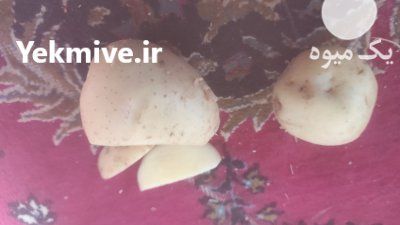 سیب زمینی خوراکی پاییزه بامبا در گروه خرید و فروش سیب زمینی در یکمیوه -عکس4