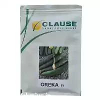 بذر خیار بوته ای پرفروش اورکا در گروه خرید و فروش بذر خیار در یکمیوه