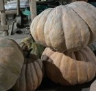 فروش عمده کدو حلوایی در رشت در گروه خرید و فروش کدو تنبل در یکمیوه