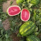 قیمت هندوانه صادراتی شیراز در داراب در گروه خرید و فروش هندوانه در یکمیوه