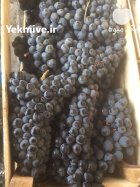 انگور سیاه دیمی در گروه خرید و فروش انگور در یکمیوه