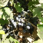 انگور شانی دیم در چهارباغ در گروه خرید و فروش انگور در یکمیوه