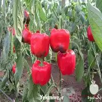 قیمت خرید بذر فلفل دلمه ای در هرمز در گروه خرید و فروش فلفل در یکمیوه