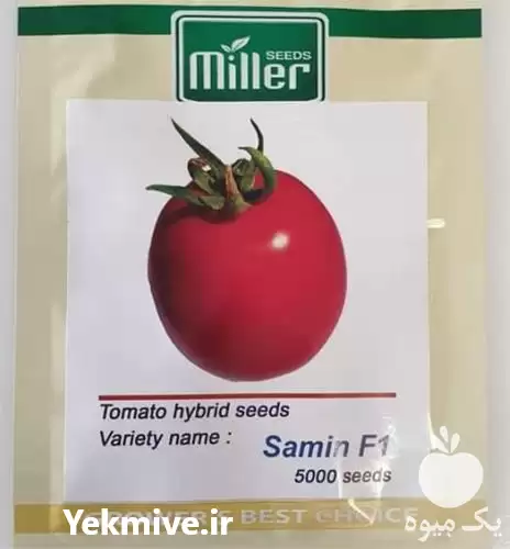 فروش بذر ثمین هیبرید در اهواز در گروه خرید و فروش گوجه فرنگی در یکمیوه -عکس1