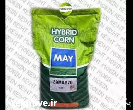 قیمت خرید بذر ذرت مای در شیراز در گروه خرید و فروش بذر ذرت در یکمیوه -عکس1