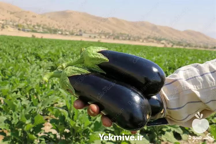 فروش بذر بادمجان میروال ویلمورین در هرمز در گروه خرید و فروش بذر بادمجان در یکمیوه -عکس1
