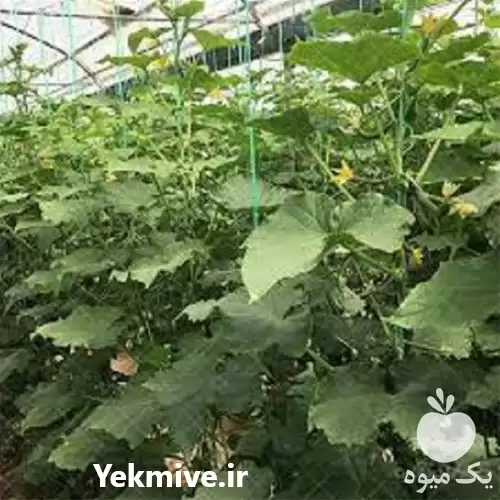 قیمت خرید عرضه بذر خیار گلخانه در تبریز در گروه خرید و فروش بذر خیار در یکمیوه -عکس1