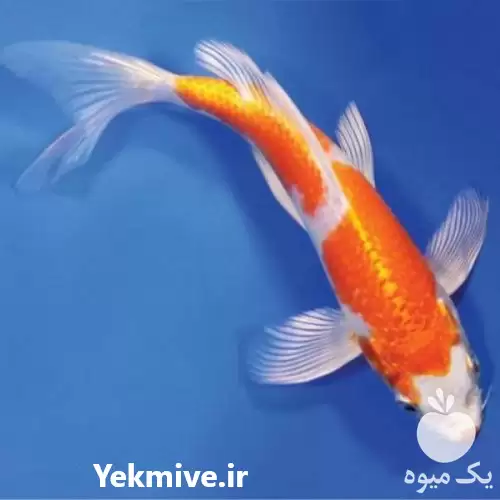 ماهی کوی فروش تکثیر در سنگر در گروه خرید و فروش ماهی کوی در یکمیوه -عکس1