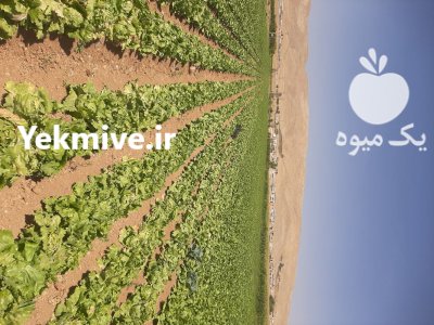 کاهو سوپر ایسبرگ صادراتی در داران  در گروه خرید و فروش کاهو در یکمیوه -عکس1