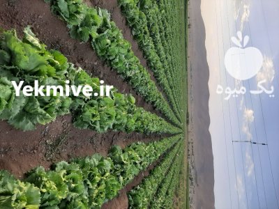 کاهو سوپر ایسبرگ صادراتی در داران  در گروه خرید و فروش کاهو در یکمیوه -عکس2