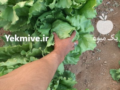 کاهو سوپر ایسبرگ صادراتی در داران  در گروه خرید و فروش کاهو در یکمیوه -عکس3