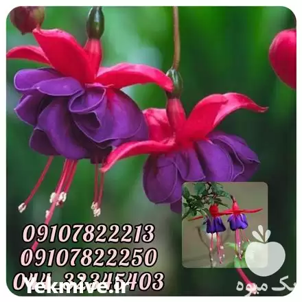 فروش عمده گل حافظی در تهران در گروه خرید و فروش پاجوش گل و گیاه در یکمیوه -عکس1