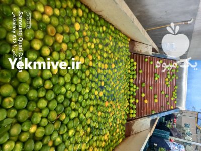 نارنگی و پرتقال ساری در مازندران در گروه خرید و فروش پرتقال در یکمیوه -عکس1