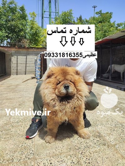 فروش سگ ژرمن ژرمن سگ قیمت در کرج در گروه سگ و گربه در یکمیوه -عکس1