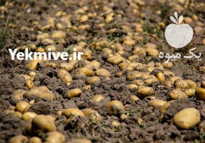 فروش سیب زمینی آنلاین در اردبیل در گروه خرید و فروش سیب زمینی در یکمیوه -عکس4