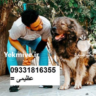 خرید فروش سگ_سگ قفقازی اصیل_سگ در کرج در گروه سگ و گربه در یکمیوه -عکس1