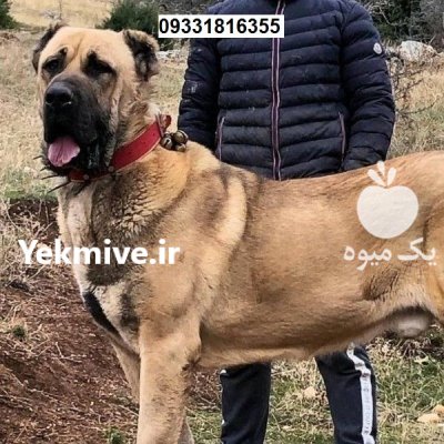 خرید فروش سگ_سگ قفقازی اصیل_سگ در کرج در گروه سگ و گربه در یکمیوه -عکس2