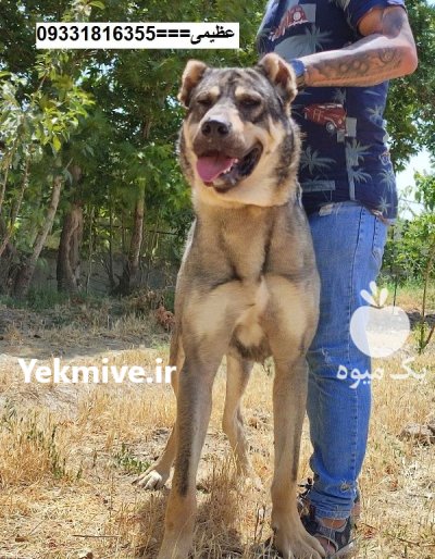 خرید فروش سگ_سگ قفقازی اصیل_سگ در کرج در گروه سگ و گربه در یکمیوه -عکس3