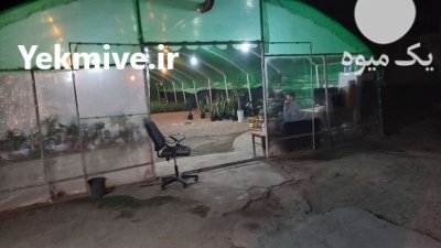 خرید گل بصورت چکی در کرمانشاه در گروه خرید و فروش انواع گل در یکمیوه -عکس2