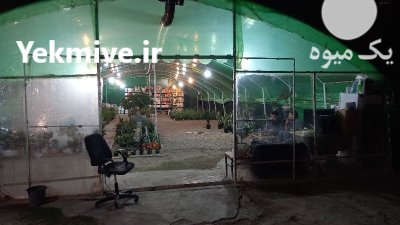 خرید گل بصورت چکی در کرمانشاه در گروه خرید و فروش انواع گل در یکمیوه -عکس3