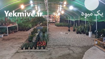 خرید گل بصورت چکی در کرمانشاه در گروه خرید و فروش انواع گل در یکمیوه -عکس4