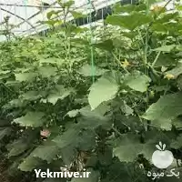 قیمت خرید عرضه بذر خیار گلخانه در تبریز در گروه خرید و فروش بذر خیار در یکمیوه