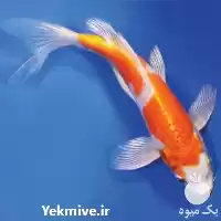 ماهی کوی فروش تکثیر در سنگر در گروه خرید و فروش ماهی کوی در یکمیوه