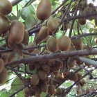 آگهی مشابه فروش کیوی هایوارد طلایی در آستارا در گیلان در گروه خرید و فروش کیوی در یکمیوه