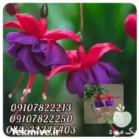 فروش عمده گل حافظی در تهران در گروه خرید و فروش پاجوش گل و گیاه در یکمیوه