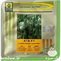 فروش بذر خیار اریا در بوشهر در گروه خرید و فروش بذر خیار در یکمیوه