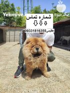 فروش سگ ژرمن ژرمن سگ قیمت در کرج در گروه سگ و گربه در یکمیوه