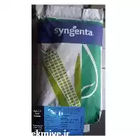 فروش بذر ذرت دراخما اصل در گروه خرید و فروش بذر ذرت در یکمیوه