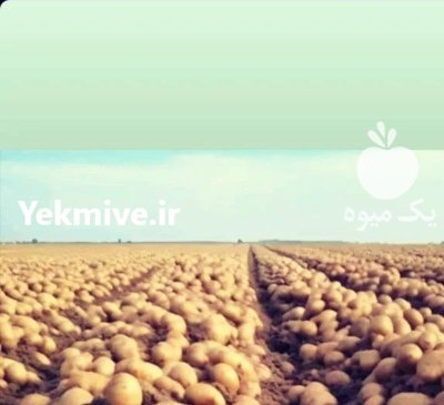 “سیب زمینی خرده آنلاین در استان در گروه خرید و فروش سیب زمینی در یکمیوه -عکس1