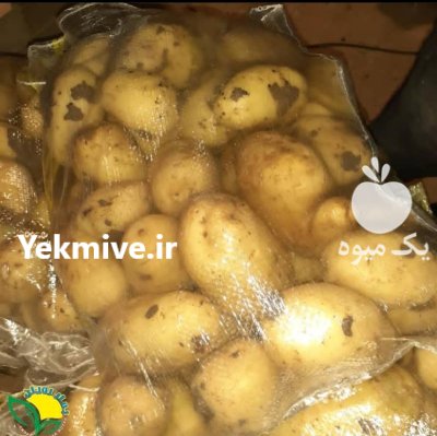 “سیب زمینی خرده آنلاین در استان در گروه خرید و فروش سیب زمینی در یکمیوه -عکس2