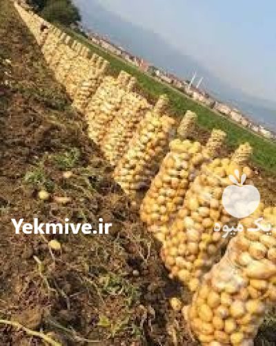 “سیب زمینی خرده آنلاین در استان در گروه خرید و فروش سیب زمینی در یکمیوه -عکس3