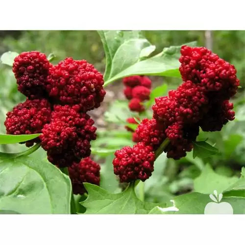 فروش بذر توت فرنگی بلایت در کرمان  در گروه خرید و فروش توت فرنگی در یکمیوه -عکس1