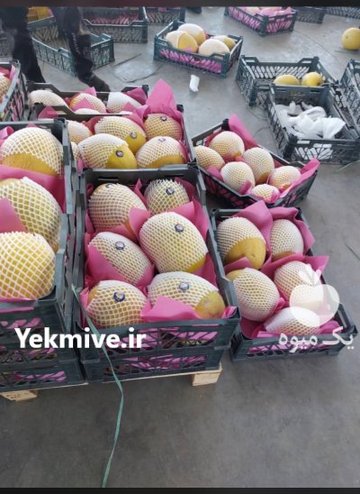 خربزه و هندوانه بیضی b 32 در گروه خرید و فروش هندوانه در یکمیوه -عکس1