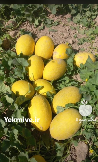 خربزه و هندوانه بیضی b 32 در گروه خرید و فروش هندوانه در یکمیوه -عکس2